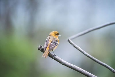 Close-up of bird perching on branch