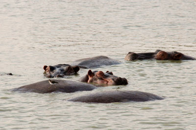 Horse in a sea