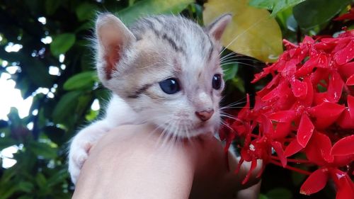 Close-up of hand holding kitten with red flowers