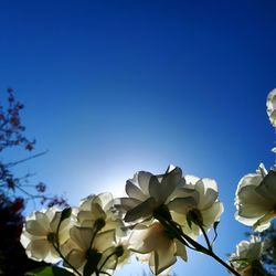 Low angle view of flowers blooming against clear blue sky