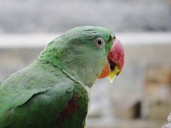 Close-up of parrot eating