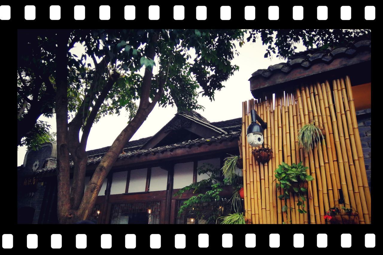 LOW ANGLE VIEW OF TREES AND PLANTS OUTSIDE BUILDING