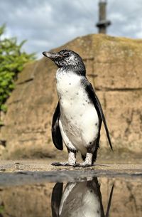 Close-up of bird perching on railing