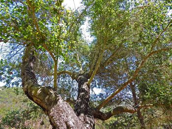 Low angle view of trees in forest against sky