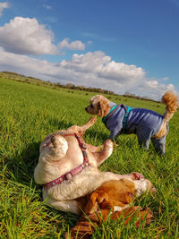 View of a dog relaxing on field