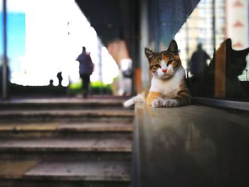 Cat sitting outdoors in city