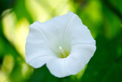 Close-up of white flowering plant