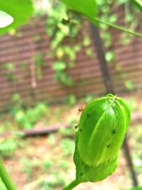 Close-up of insect on leaf