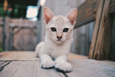 Close-up portrait of cat relaxing on wooden floor