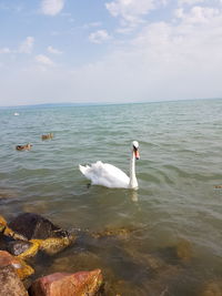 Swans swimming in sea against sky