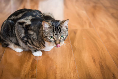 High angle portrait of a cat