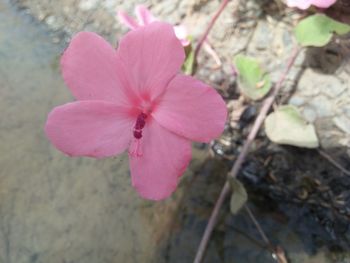 High angle view of pink hibiscus blooming outdoors