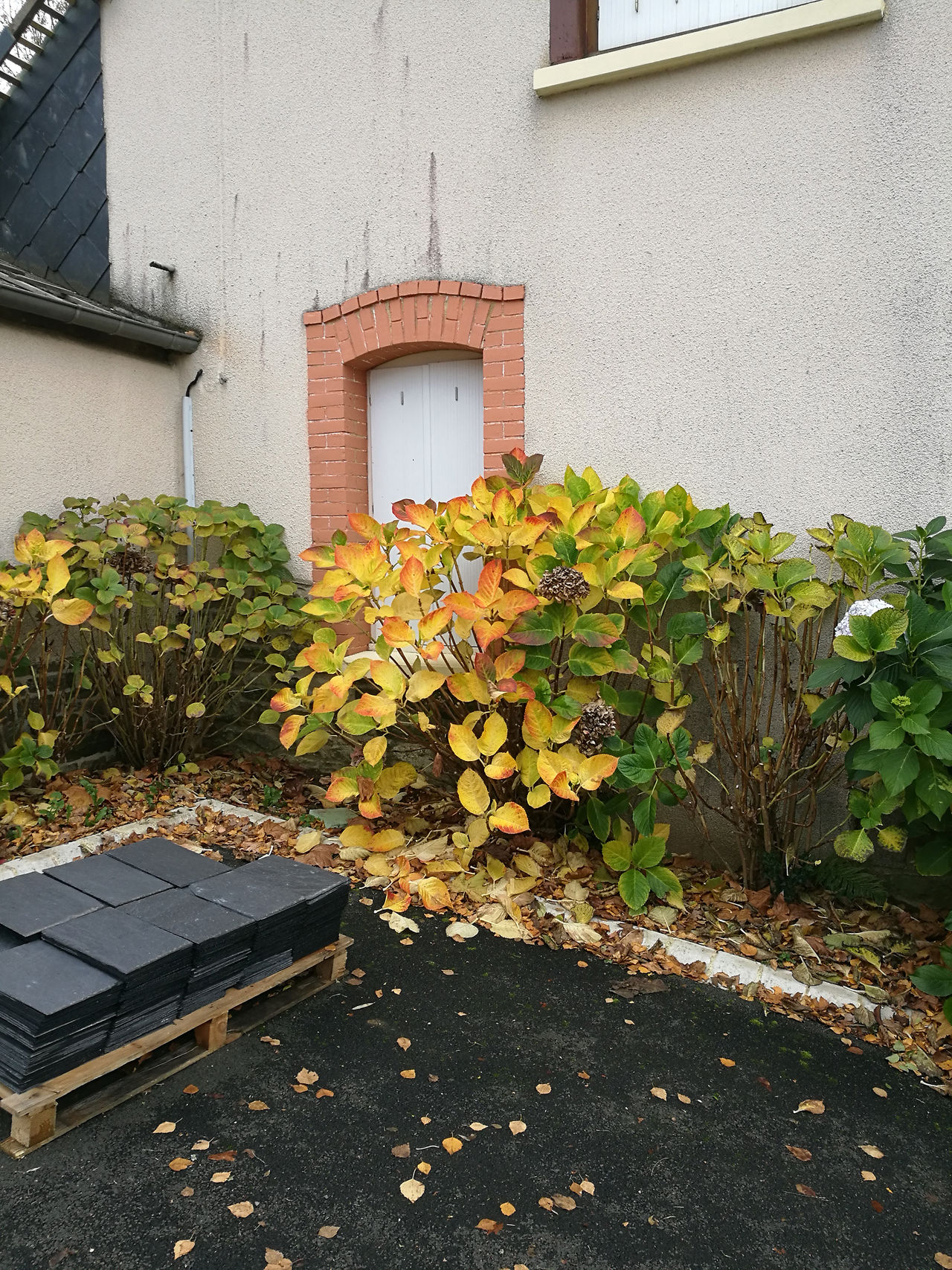 House and window