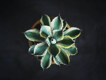 Close-up of cactus plant over black background