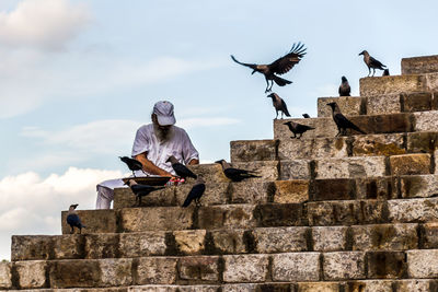 Low angle view of pigeons on wall