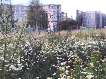 Scenic view of flowering plants and buildings against sky