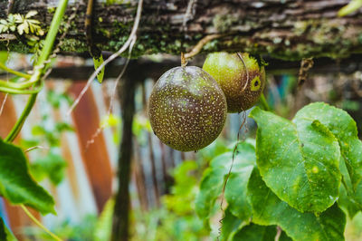 Close-up of fruits growing on tree