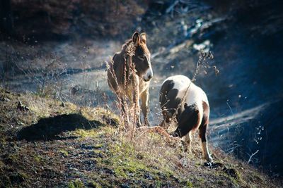 Donkeys grazing on field