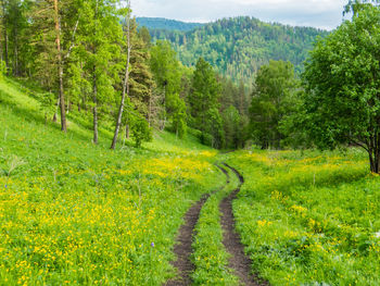 Scenic view of landscape