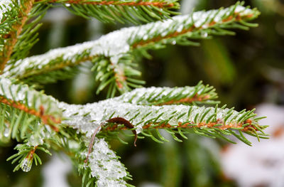 Close-up of pine tree leaves during winter