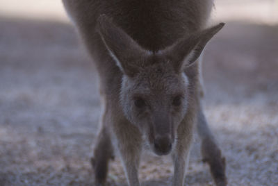 Close-up portrait of kangaroo on field