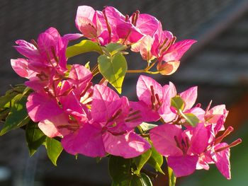 Close-up of pink flowering plant