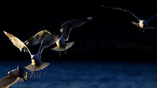 Seagulls flying over sea