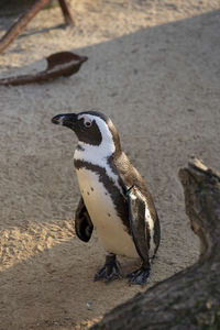 Close-up of penguin on land