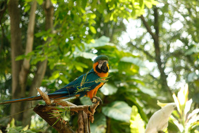 Low angle view of bird perching on branch