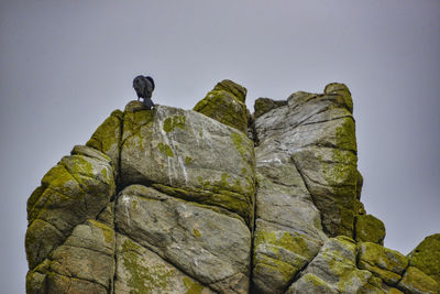 Low angle view of bird against rock formation