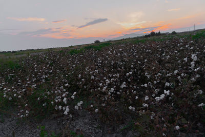 Scenic view of field against sky at sunset