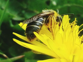 Close-up of butterfly pollinating flower