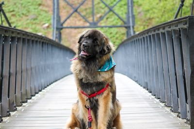 Dog looking away while sitting on footbridge