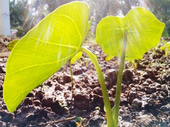 Close-up of green leaves