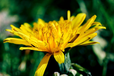 Close-up of yellow flowering plant