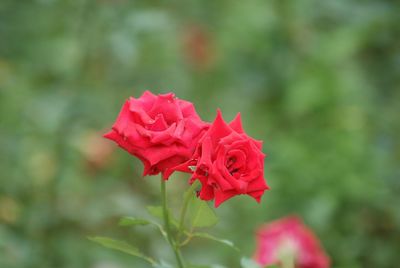 Close-up of pink rose