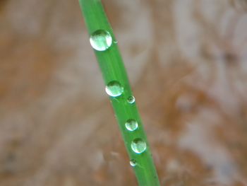 Close-up of water drops on blade of grass