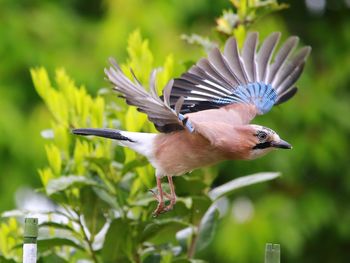 Close-up of a bird flying