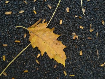 High angle view of dry leaf on road