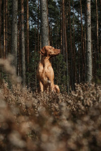 Dog sitting in a clearing in the forest