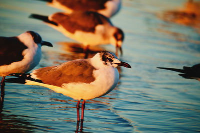 Close-up of bird