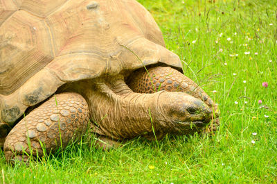 Close-up of a turtle in field