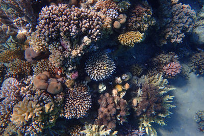 View of coral in sea