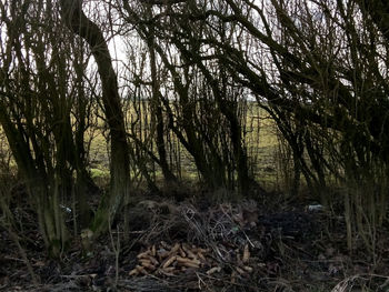 Bare trees in forest