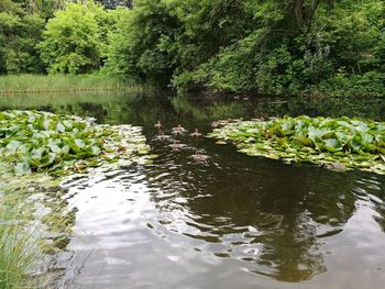 Water lily in lake