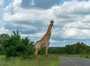 View of giraffe on road against cloudy sky