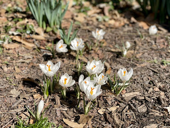 High angle view of white flowering plants on field