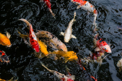 High angle view of koi carps swimming in lake