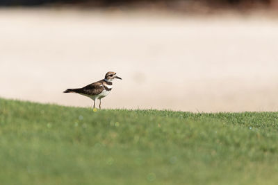 Killdeer charadrius vociferus wading bird on the edge of a field in naples, florida