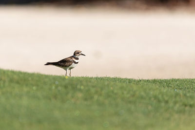 Bird on a field